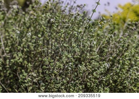 Green zaatar herb plant bush with white flowers nature background blue sky and yellow bush