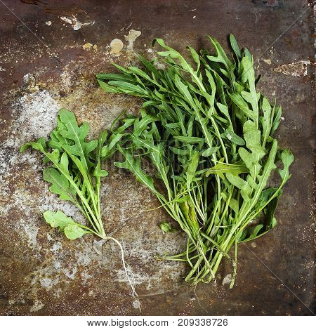 Fresh green arugula plant with root (ruccola rucola) on a used grunge rusty metal background top view square space for text