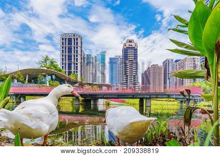 TAICHUNG TAIWAN - JULY 18: Ducks by a lake in Maple Garden a park in the downtown financial district of Taichung on July 18 2017 in Taichung