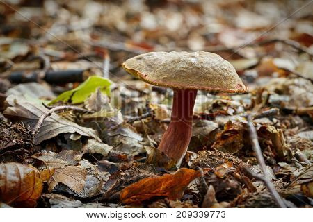 Xerocomellus chrysenteron in a forest in autumn