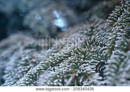 Branch of blue fir-tree blue, green, white, Colorado blue spruce, Picea pungens covered with hoarfrost. New Year's Bekraund. Place for a copy-paste.