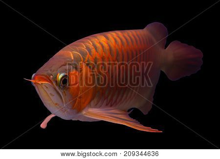 Asian red arowana fish isolated in a black background