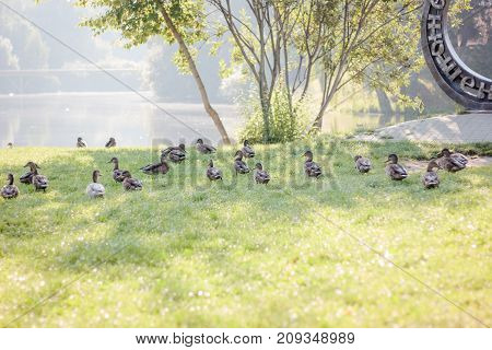 Fock of ducks walking on the grass.