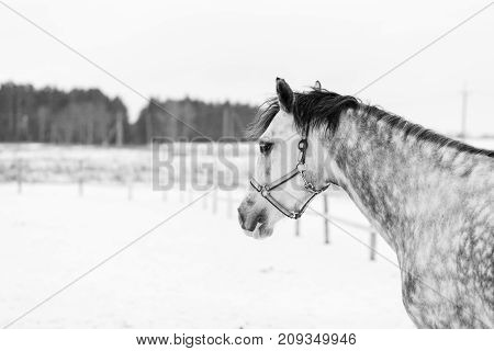 Grey dappled horse portrait in winter with copy space. Black and White equestrian background