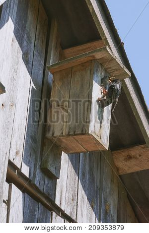 Wooden Birdhouse With Its Inhabitant Starling