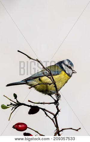 Small Male Blue Tit Perched On Rose Hip Twig With Thorns