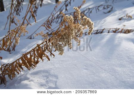 Frozen branches of milfoil (yarrow) under snow - garden at a winter day