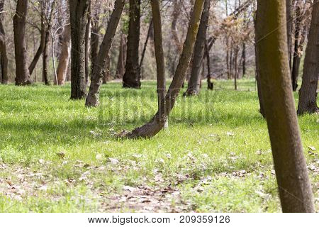 crown of a tree in a park on the nature