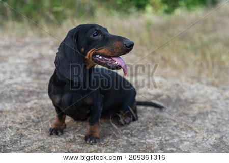 cute portrait of a dog (puppy) breed dachshund black tan with tongue in the autumn park