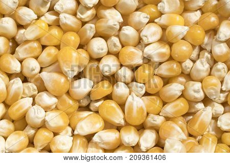 Closeup View And Pattern Of Some Grains Of Maize
