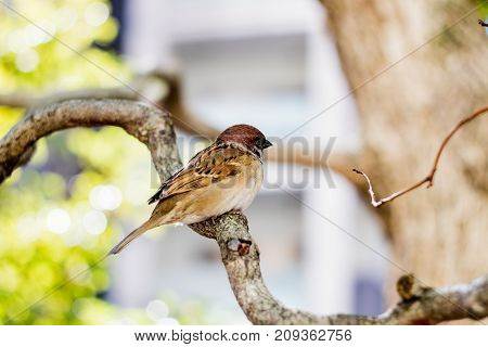 A cute litte Sparrow perched in a Tree