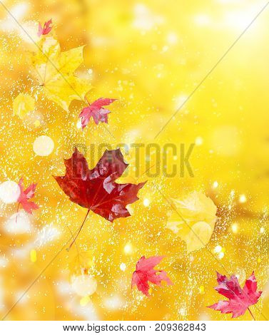 Fresh red and yellow fall foliage background with sunshine
