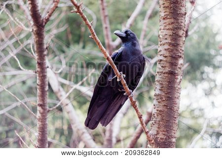 A black crow perched in a tree