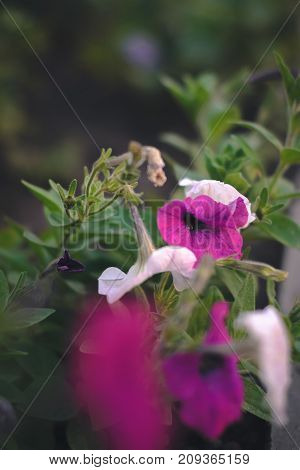 Summer flowers - petunias on a blurred background