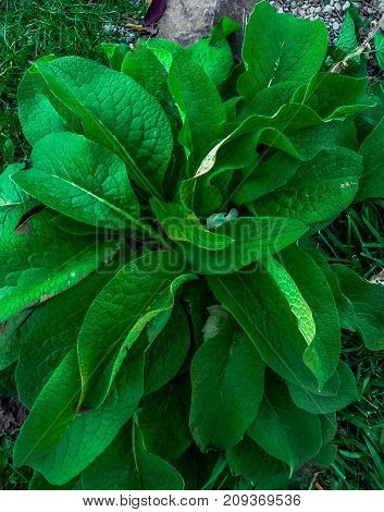 Vibrant green plant found in hiking trip