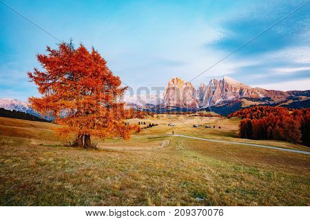 Magic image of larchs on the slopes of bright hills. Gorgeous scene. Location place Dolomiti alps, Compaccio, Seiser Alm or Alpe di Siusi, Bolzano province, South Tyrol, Italy. Europe. Beauty world.