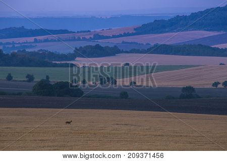 Roebuck In The Field Among The Hills