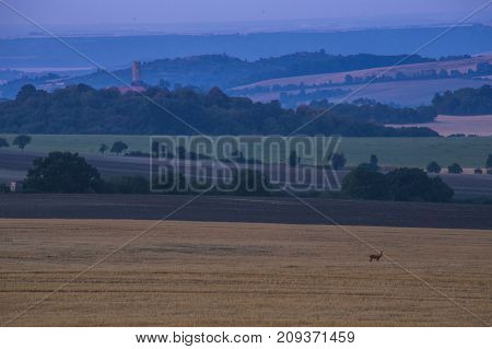 Roebuck In The Field Among The Hills