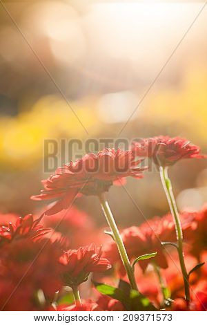 Red Chrysanthemum close up in the warm sunny light. Place for inscription