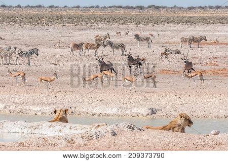 Two lionesses watching oryx springbok and Burchells zebras at a waterhole