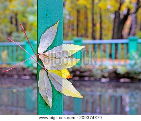 Autumn park. Wooden embankment along the small river. Wind and rain have broken yellow trifoliate leaves of maple and have beaten them to a green handrail. Background. Landscape.