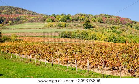 A red color vineyard and a forest at fall season