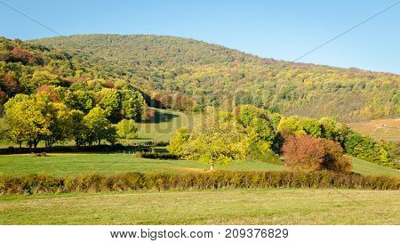 a meadow near a forest at fall season