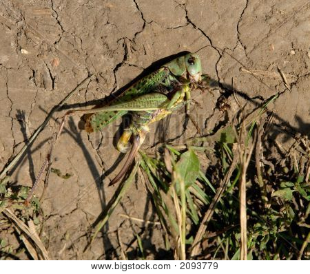 Sauterelle morte