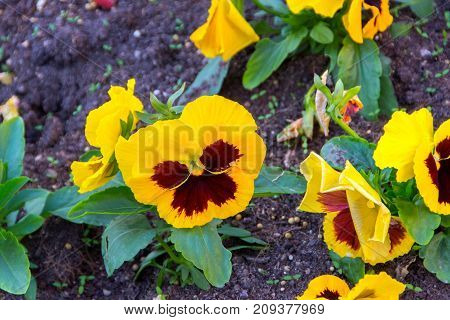 Yellow vinous pansyViola tricolor Johnny Jump up