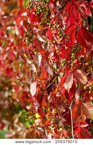 During the autumn girlgrape wall in red tones
