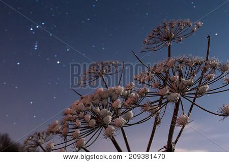 Cow-bream Against The Background Of The Night Sky Winter