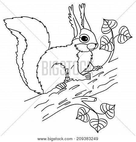 Vector black and white squirrel sitting on the tree. Vector squirrel. Squirrel vector illustration