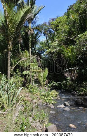Karekare Stream New Zealand