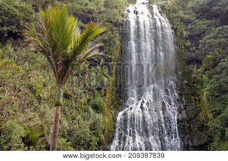 King Palm Tree And Karekare Falls New Zealand
