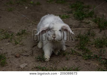 the rabbit walks along the sand. White Rabbit