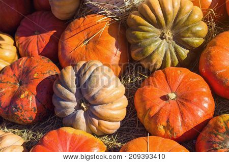 Pumpkin on the hay. Different kinds of pumpkins