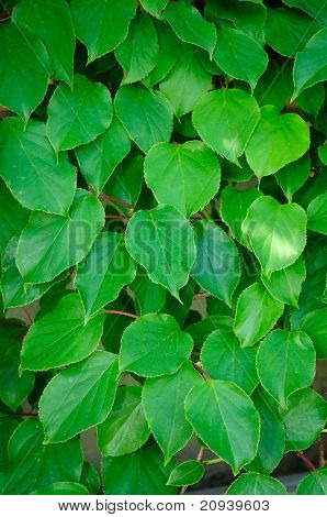 Actinidia zelené listy