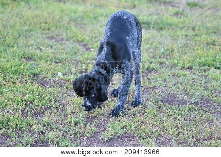 2018 Year-year Of The Dog. Hunting Dog Breed German Wirehaired Pointer