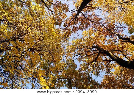 Look up to the tops of the trees. Yellow autumn colors on a fine day