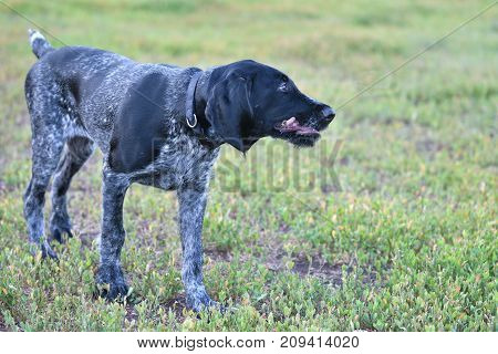 2018 Year-year Of The Dog. Hunting Dog Breed German Wirehaired Pointer
