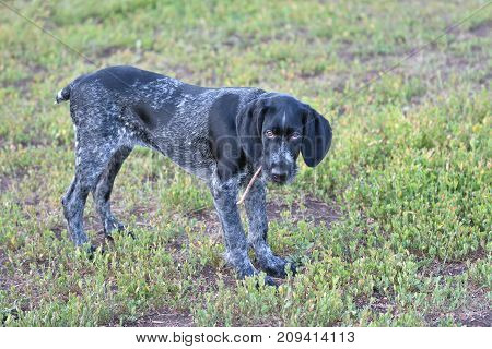 2018 Year-year Of The Dog. Hunting Dog Breed German Wirehaired Pointer