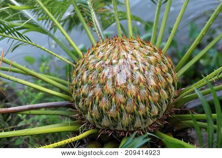 Close-up flowers of the Cycas palm tree in the garden