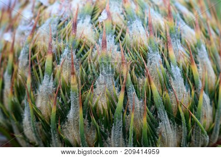 Close-up flowers of the Cycas palm tree in the garden