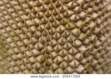 Close-up flowers of the Cycas palm tree in the garden