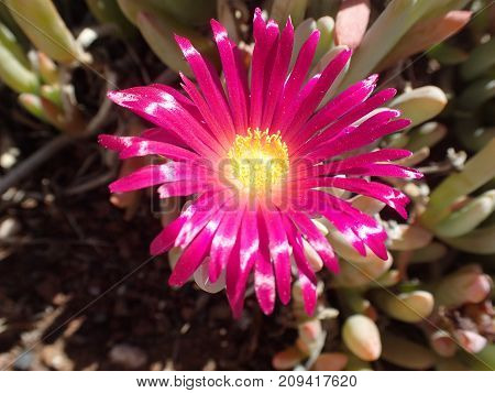 Rote Blume mit gelbem Stempel, red flower with yellow middle