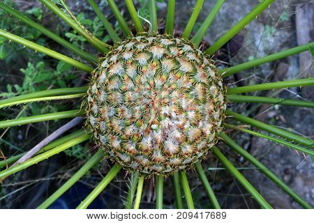 Close-up flowers of the Cycas palm tree in the garden