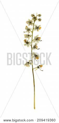Pressed and dried flowers pyrola isolated on white background. For use in scrapbooking floristry (oshibana) or herbarium.