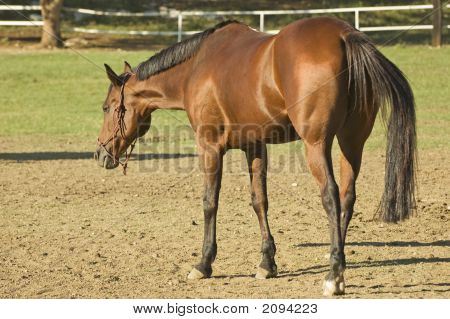 Brown Horse