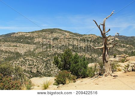 Weathered dead Tree, Windy Point on Mount Lemmon in Tucson, Arizona, USA in the Santa Catalina Mountains located in the Coronado National Forest with blue sky copy space.