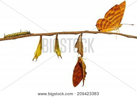 Isolated Life Cycle Of Common Maplet (chersonesia Risa ) Butterfly Hanging On Twig